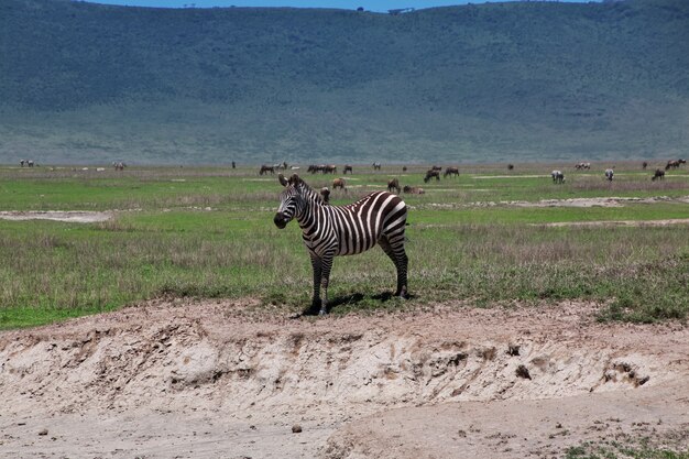 Zèbre lors d'un safari au Kenya et en Tanzanie, en Afrique