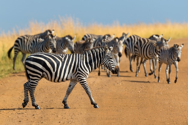 Zèbre sur les prairies en Afrique, parc national du Kenya