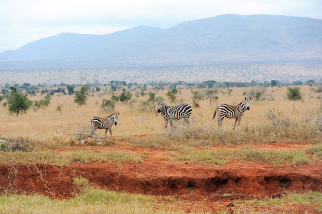 Zèbre sur les prairies en Afrique