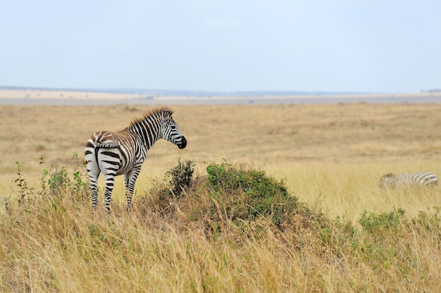 Zèbre sur les prairies en Afrique