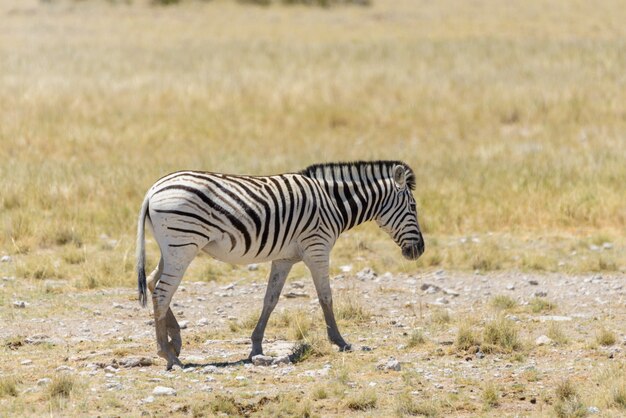 Zèbre sauvage marchant dans la savane africaine se bouchent