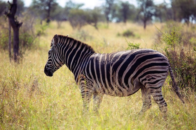 Un zèbre se tient dans la savane en safari dans le parc national Kruger