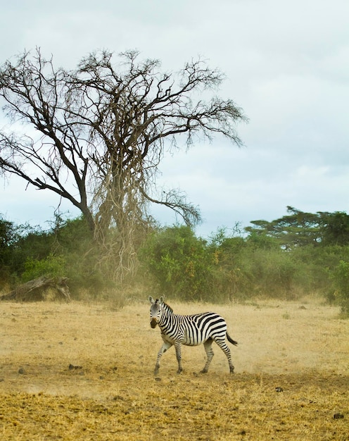 Le zèbre sur le terrain