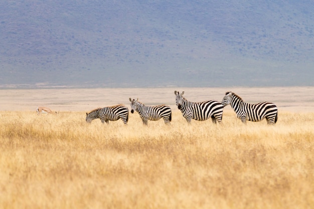 Zèbres d'affilée sur le cratère de la zone de conservation du Ngorongoro, Tanzanie