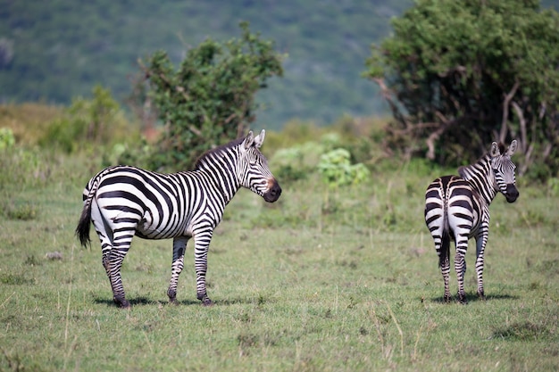 Zèbres au milieu de la savane