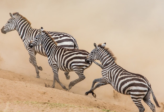 Les zèbres courent dans la savane. Kenya. Tanzanie. Parc national. Serengeti. Maasai Mara.