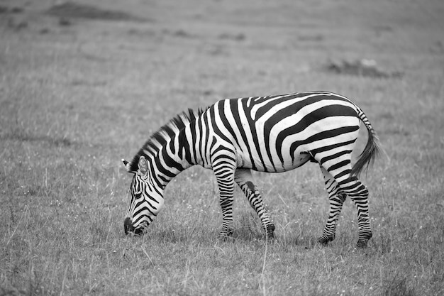 Les zèbres courent et paissent dans la savane