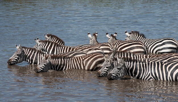 Zèbres dans le parc national du Serengeti