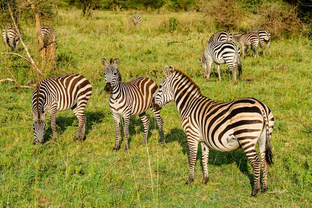 Zèbres (Hippotigris) au parc national du Serengeti. photo de la faune