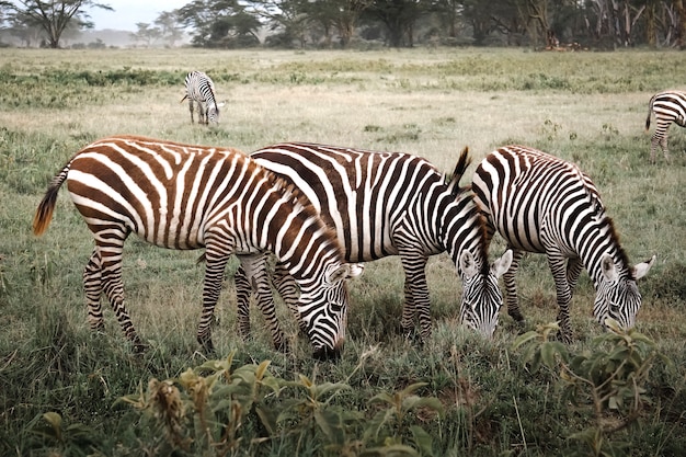 Zèbres mangeant en groupe dans la savane africaine