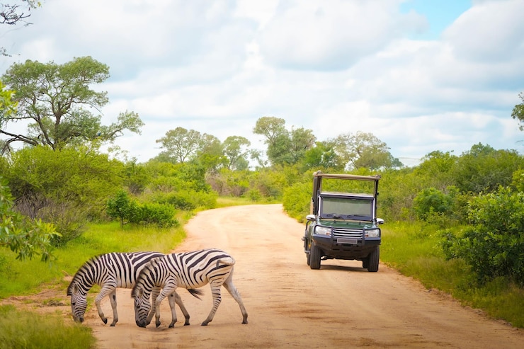 Photo des zèbres qui paissent sur une route de savane