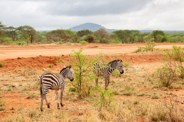 Zèbres s'éloignant, paysage du Kenya