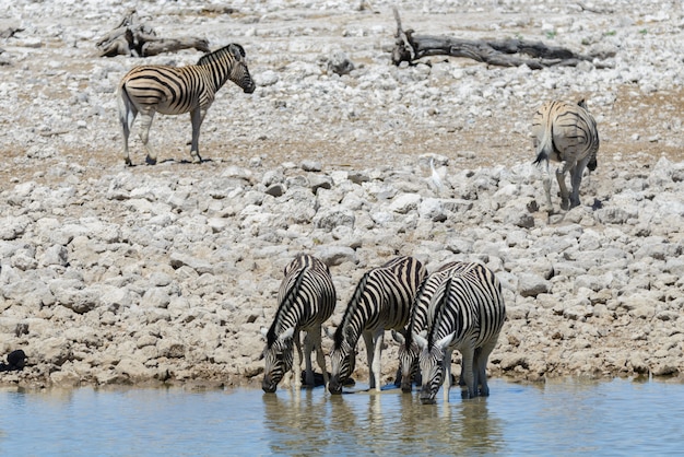 Zèbres sauvages buvant de l'eau dans un trou d'eau dans la savane africaine