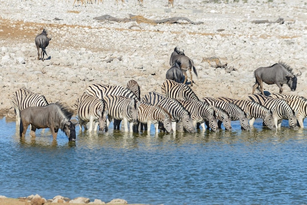 Zèbres sauvages buvant de l'eau dans un trou d'eau dans la savane africaine