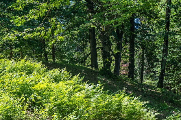 Zeda-gordi, Géorgie. Forêt d'Okatse canion, Géorgie.