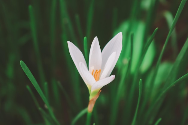 Zephyranthes Lily White rain Lily est l'agenus des plantes tempérées et tropicales de la famille Amaryllis