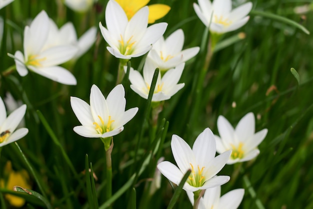 Zephyranthes minuta.