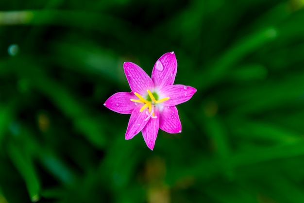 Zephyranthes ou Rain Lily une belle fleur rose