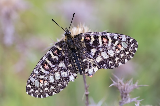 Zerynthia Rumina. Papillon Dans Son Environnement Naturel