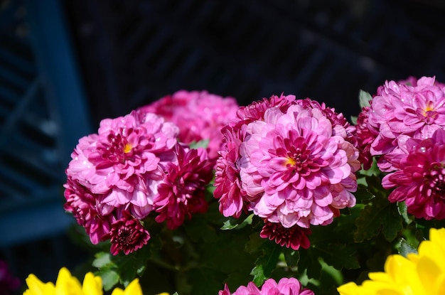 Zinnia Chrysanthème Fleur