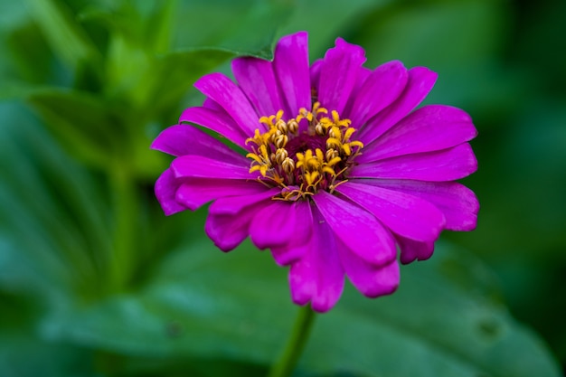 Un Zinnia commun pourpre (Zinnia elegans) dans le jardin avec un espace pour mettre du texte, lowkey