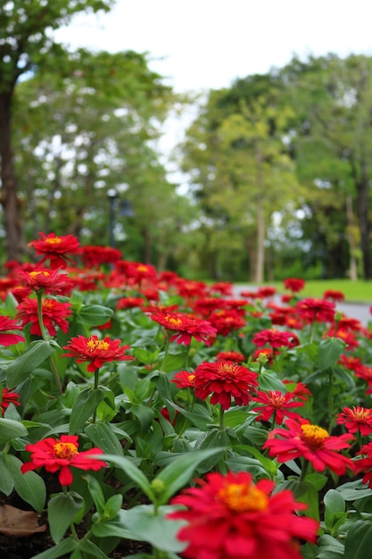 Zinnia elegans dans le jardin