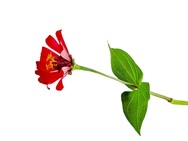 Zinnia elegans profusion rouge beau blanc isolé