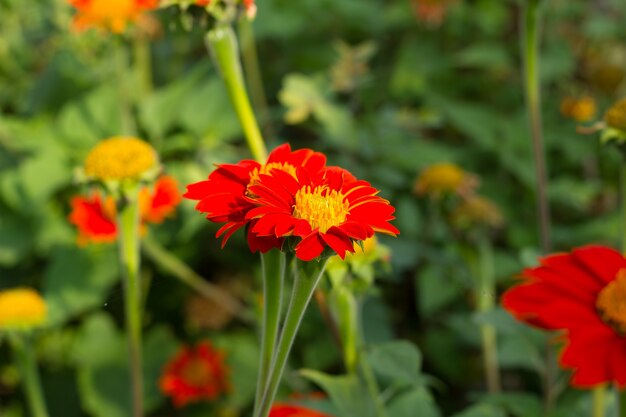 Zinnia elegans.