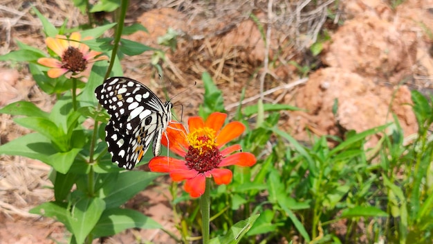 Photo zinnia fleur de fond nature