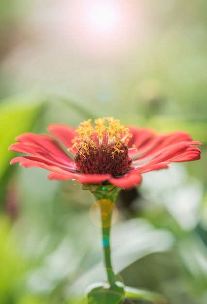 Zinnia fleur, gros plan de fleur rouge Zinnia en pleine floraison, fleur de jeunesse et de vieillesse