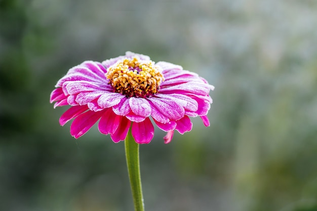 Zinnia fleur rose, couverte de givre