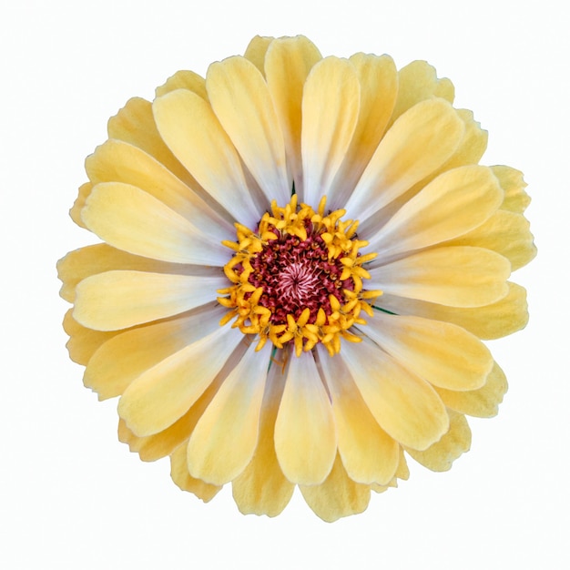 zinnia fleur