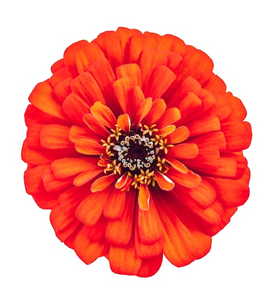 zinnia fleur