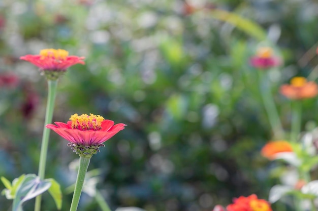 Photo zinnia fleurs nom scientifique zinnia elegans avec des plantes de couleurs variées très appréciées des papillons