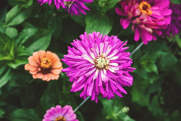 Zinnia fleurs violettes roses dans le jardin gros plan de zinnias en fleurs