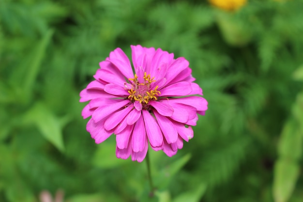 Zinnia Flower dans le jardin