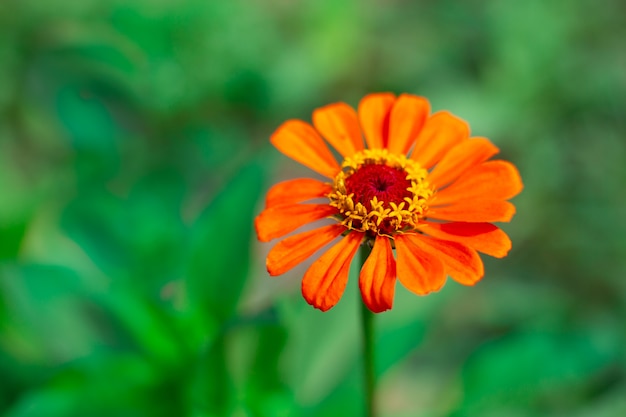 Zinnia orange ou fleur majeure sur fond vert avec espace de copie. Culture et élevage de plantes de jardin, aménagement paysager du site.