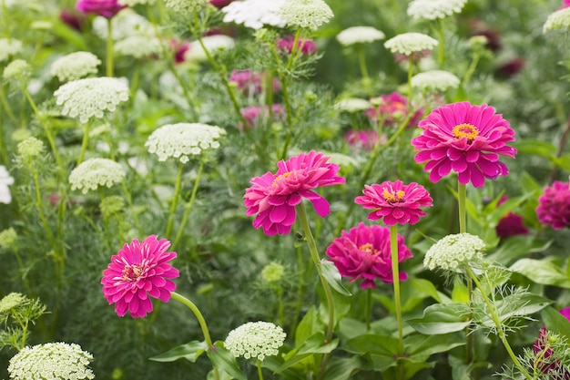 Le zinnia rose et l'ammi visnaga ou khella fleurissent dans un champ