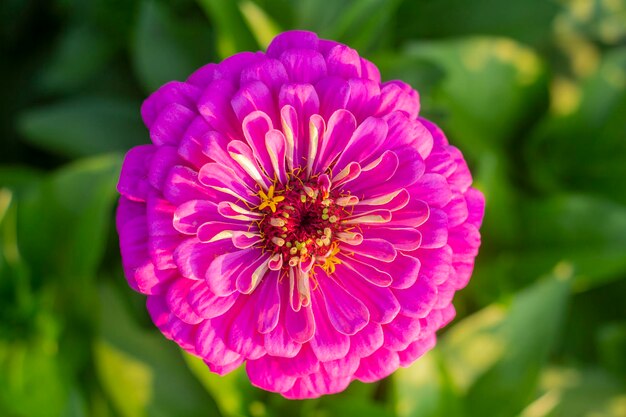 Zinnia rose vif en fleurs dans le jardin.