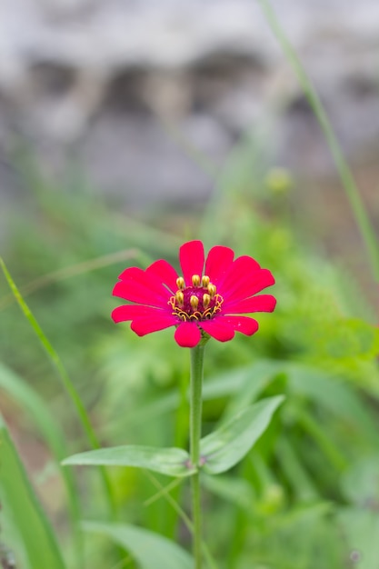 Zinnia rose