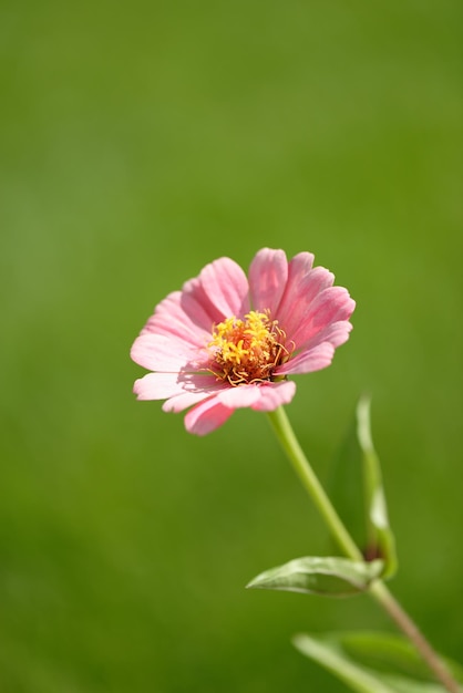 Zinnia