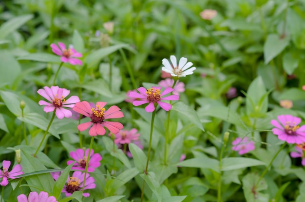 Zinnias colorés avec fond floral