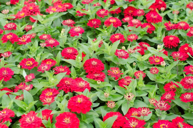 Zinnias en fleurs dans le jardin