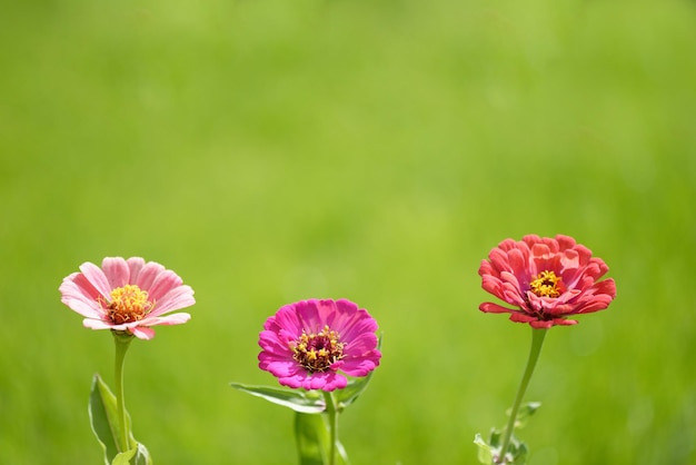 Zinnias