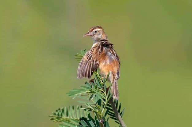 Zitting Cisticola Cisticola juncidis Beaux oiseaux de Thaïlande