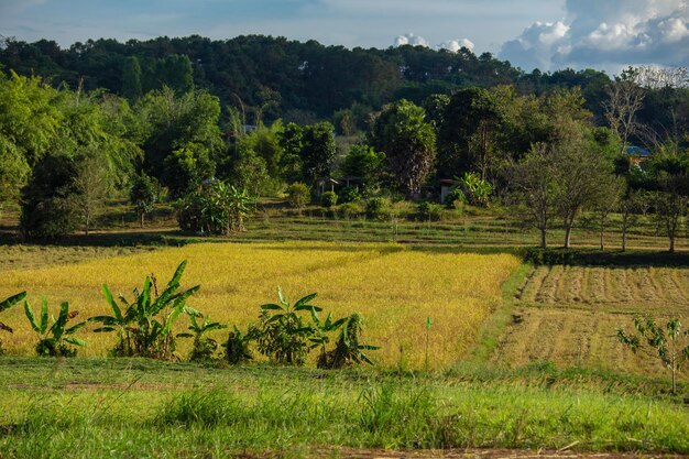 Photo la zone agricole du plateau