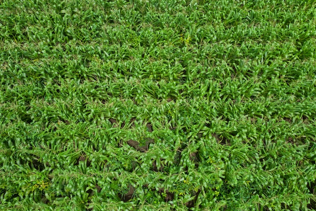 Zone agricole floraison des champs de maïs vert de la vue de dessus aérienne de l'agriculteur en Thaïlande