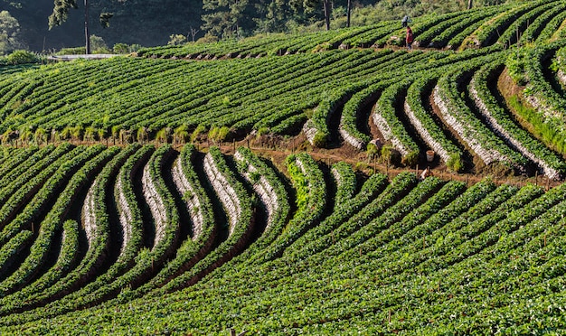 Zone agricole de fraises à doi chiang mai, Thaïlande