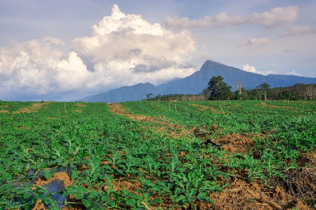 Zone agricole de pastèque dans le sud de la Thaïlande Ferme de pastèque Champ de pastèque