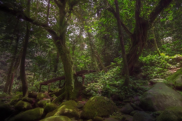 Zone de cascade de paysage indonésien dans la belle forêt tropicale verte